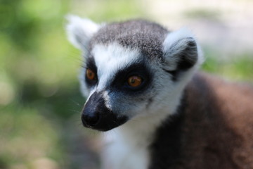 Naklejka na ściany i meble Portrait of a Ring Tailed Lemur of Madagascar 