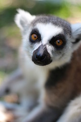 Portrait of a Ring Tailed Lemur of Madagascar 