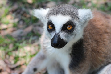 Portrait of a Ring Tailed Lemur of Madagascar 
