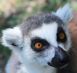 Portrait of a Ring Tailed Lemur of Madagascar 