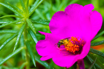 Flowers and insects