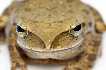 Image of Frog, Polypedates leucomystax,polypedates maculatus on a white background.  Reptile. Animal.