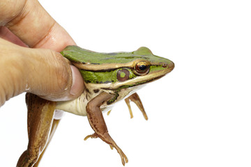 Image of paddy field green frog or Green Paddy Frog (Rana erythraea) on a white background. Amphibian. Animal.