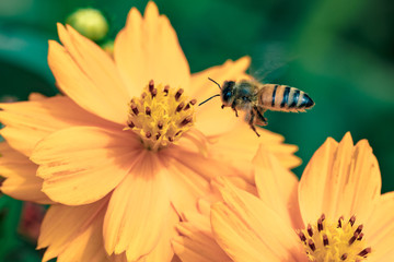 Flowers and insects