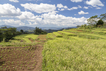 Vegetable plot next to the Golo Cador Rice Terraces in Ruteng on Flores, Indonesia.