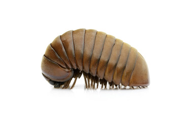 Image of pill millipede(Oniscomorpha) isolated on a white background. Glomerida. Insect. Animal.