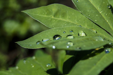 drops of rain on leaves, droplets of water, after rain, drops under the sun