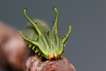 Image of Caterpillar of common nawab butterfly (Polyura athamas) or Dragon-Headed Caterpillar on nature background. Insect. Animal.