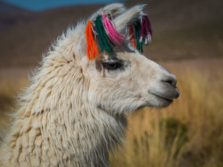 Llama 10