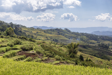 Landscape view of the Golo Cador Rice Terraces in Ruteng on Flores, Indonesia.