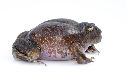 Image of Truncate-snouted burrowing frog or Balloon frog (Glyphoglossus molossus) on white background. Amphibian. Animal.