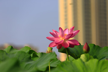 Blooming lotus flower, very beautiful