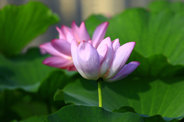 Blooming lotus flower, very beautiful