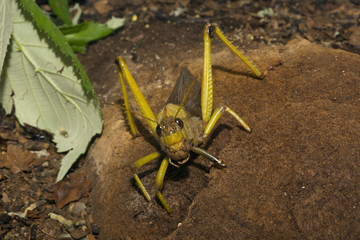 Giant Grasshopper ( Tropidacris collaris).