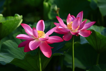 Blooming lotus flower, very beautiful