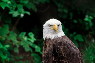 BALD EAGLE