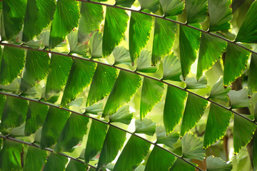 A fragment of a leaf of a fishtail palm, or wine palm, Caryota urens, lighten with the sun. The folioles look like triangle signal flags forming an ornamental background.