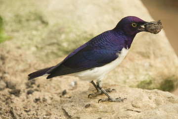  Amethyst Starling. (Cinnyricinclus leucogaster).