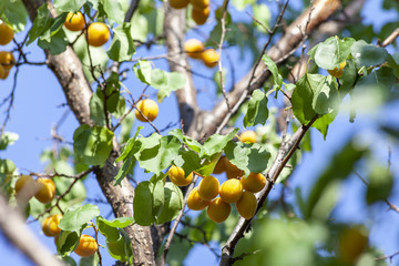 Apricots in the sun. Juicy fruit on the branches of trees. Ripe apricot is ready for harvesting.