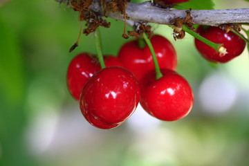 Mature large cherry hanging in a tree