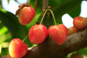 Mature large cherry hanging in a tree