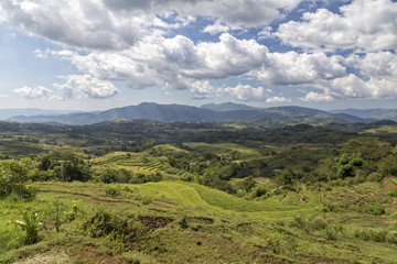 Fototapeta na wymiar Massive valley of rice at the Golo Cador Rice Terraces in Ruteng on Flores, Indonesia.