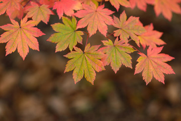 Red maple leaves border at autumn forest, blurred background. Season changing. A tree branch of maple, fall.
