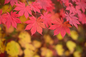 Red maple leaves border at autumn forest, blurred background. Season changing. A tree branch of maple, fall.