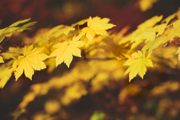 Naklejka na ściany i meble Yellow maple leaves border at autumn forest, blurred background. Season changing. A tree branch of maple, fall.