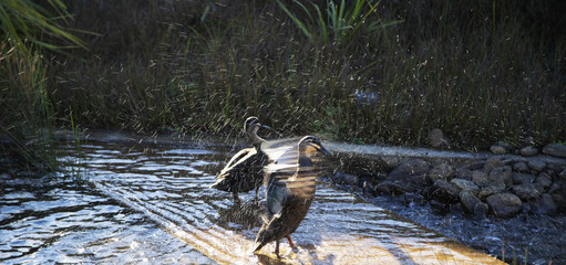 Water motion effect with birds