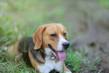 Beagle dog sits on the green grass outdoor.