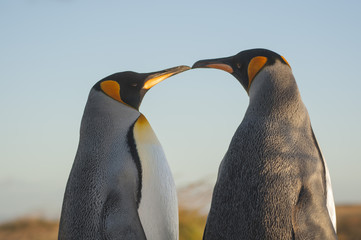 Deux manchots roi ou empereur Terre de feu Baie Inutile (Chili) © Youenn JACQUIN