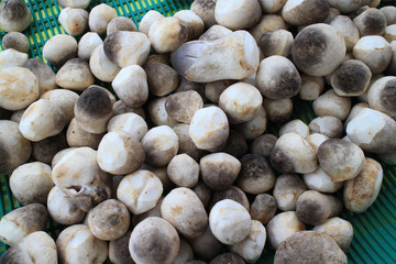 Straw mushroom (Volvariella volvacea) in the basket .