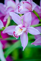 Purple Orchid In Manito Park. Washington, State