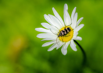 Fototapeta premium Longhorn Beattle Gathering Pollen in the Colville National Forest