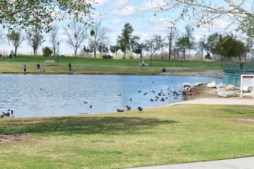 Beautiful scenic lake with ducks and other wildlife