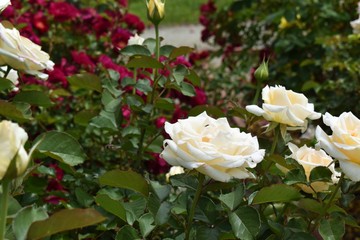 Beautiful stunning rose in the garden surrounded by beauty