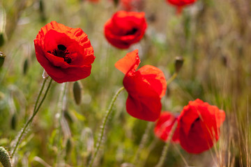 Fototapeta na wymiar Poppies in a field on a sunny day in Devon
