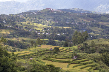 Zoomed view of the Golo Cador Rice Terraces in Ruteng on Flores, Indonesia.