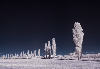 infrared photography - ir photo of landscape with tree under sky with clouds - the art of our world...