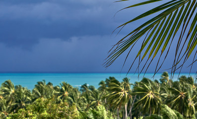 Palm leaf on the background of the dramatic sky and the sea before the rain on a tropical island