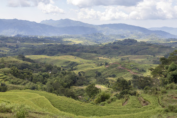 Lush landscape view of the Golo Cador Rice Terraces in Ruteng on Flores, Indonesia.
