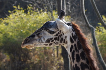 Obraz premium Giraffe profile