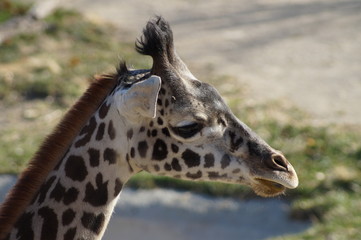 giraffe