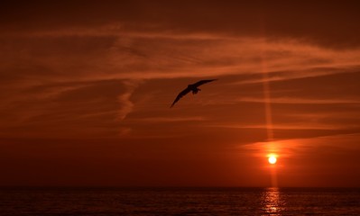 Plakat Bird at Sunset