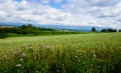 Hokkaido Summer