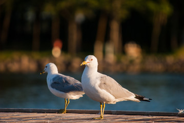 Obraz premium Seagull pair