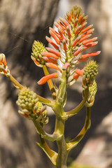 Flor vermelha no jardim