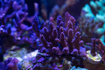  Acropora, SPS hard coral