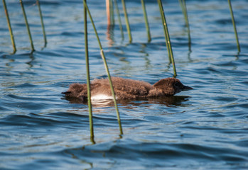 Baby loon swimming in reeds